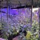 外籍絕命毒師台灣海撈！師徒爽種大麻　一條龍販售曝光