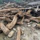 移植太麻煩！桃園航空城爆夭壽濫砍　600棵大樹遭剁下粉碎