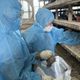 影/逾10萬隻遭撲殺！彰化鵪鶉場爆H5N1禽流感　防疫所急了