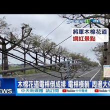 【每日必看】木棉花道電桿倒成排 電桿橫躺"周邊大停電 20250709