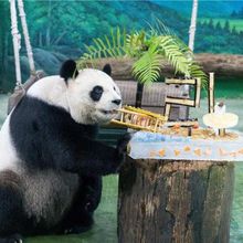 影/圓圓21歲生日！台北木柵動物園特製「躺椅貓熊」冰蛋糕慶祝