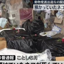 日女收養百隻貓卻養不起！住處「堆滿貓屍」觸目驚心