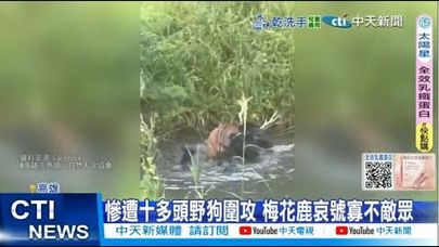 【每日必看】流浪狗"集體圍攻"梅花鹿 淒厲哀鳴畫面曝光 20250830