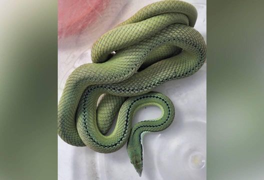 彰化7千元寵物毒蛇等新主人！46位民眾申請認養比手氣