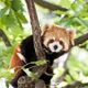 農業部預告禁養641種動物！浣熊、河口鱷等需植入晶片