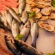 常吃「貝類」罹癌率恐飆升　醫：塑膠微粒高風險來源