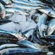 以為吃魚最健康？營養師點名「鯊魚、炸魚、生魚片」少碰