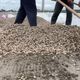 影/全台唯一有路權的農作物！雲林設194處路邊曬花生