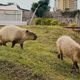 有夠壞心！墾丁動物園2人氣「卡皮巴拉」慘遭毒殺