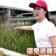 民間特偵組/踢爆魚電共生！台南麻豆光電板下沒魚滋養蚊蟲