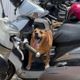 新北飼主「高齡犬綁機車上」疑熱死　動保處開罰1.5萬
