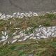彰化貓羅溪變成生物墳場！　3000魚屍加上雨傘節慘死