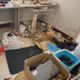 惡房客報復退租！毀壞水龍頭放水淹屋　兔子餓死屋內