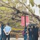 逢甲榕樹倒塌壓死碩士生！　母控校方：想用公共意外結案