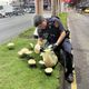 暖警摘香菇　基層炸鍋「這也歸警察管?」