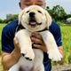 新北警犬生力軍「大福」報到　憨笑萌翻網友：抱緊處理