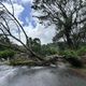 楊柳釀「9級強陣風」！北市文山區大樹倒塌阻雙向車道