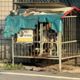 議員陪女兒練車突變救狗大戰　肉身擋犬反遭狠咬送醫