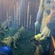 山東動物園管理失守！幼虎慘遭腳踢棍打　女童坐欄餵白虎