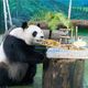 影/圓圓21歲生日！台北木柵動物園特製「躺椅貓熊」冰蛋糕慶祝
