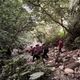 南投東照山傳山難！59歲男獨攀墜10米深谷　脊椎重傷送醫