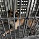 郵差送掛號慘遭家犬咬斷手指！　動保所開罰基隆飼主1.5萬