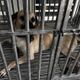 郵差送信遭家犬咬斷指　中華郵政：提供法律醫療協助