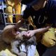 高市救援隊花蓮出任務聽「悲鳴」！成功救出身陷泥濘犬隻