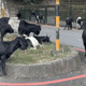 影/南投馬路變羊群自助餐廳！飼主二度違規放養　警出手了