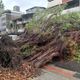 疑不堪連日降雨！北市大同昌吉街路樹倒塌　1車遭砸畫面曝
