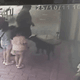 影/母帶3雉女逛三義木雕街　店家黑狗突衝出咬傷2孩