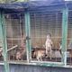 苗栗公館犬舍9成毛孩遭剪聲帶　無良獸醫遭重罰7.5萬元