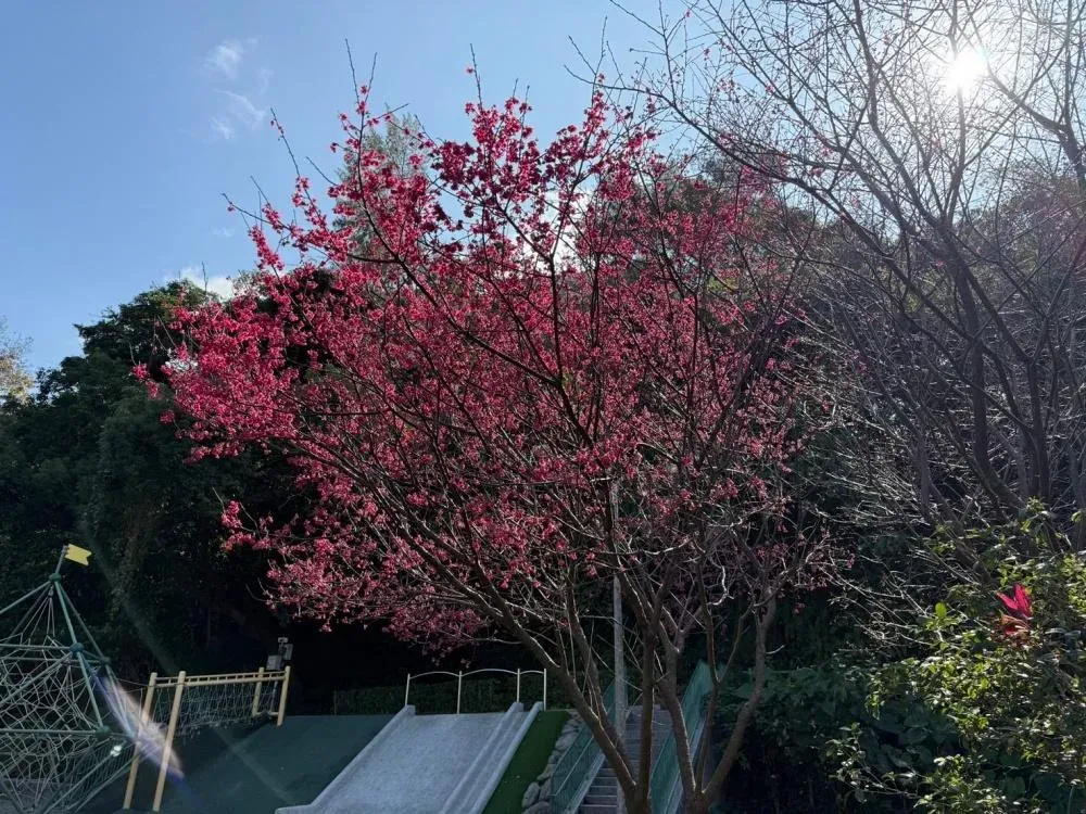士林天母公園一角也有櫻花怒放，吸引花迷搶拍。（圖／台北市工務局公園處提供）