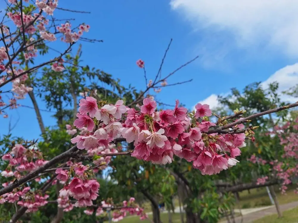 最靠近都會區的大安森林公園櫻花盛開，為繁忙市區生活增添一抹春意。（圖／台北市工務局公園處提供）