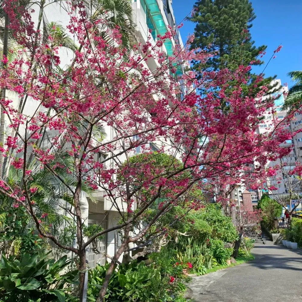 北投櫻花崗公園約20株櫻花捎來花信。（圖／台北市工務局公園處提供）