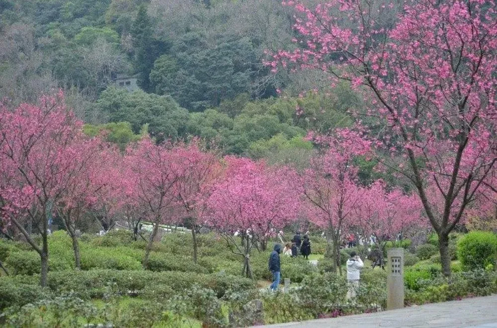 台北市北投陽明公園的昭和櫻、吉野櫻即將開花，帶來更精采的春日景色。（圖／台北市工務局公園處提供）