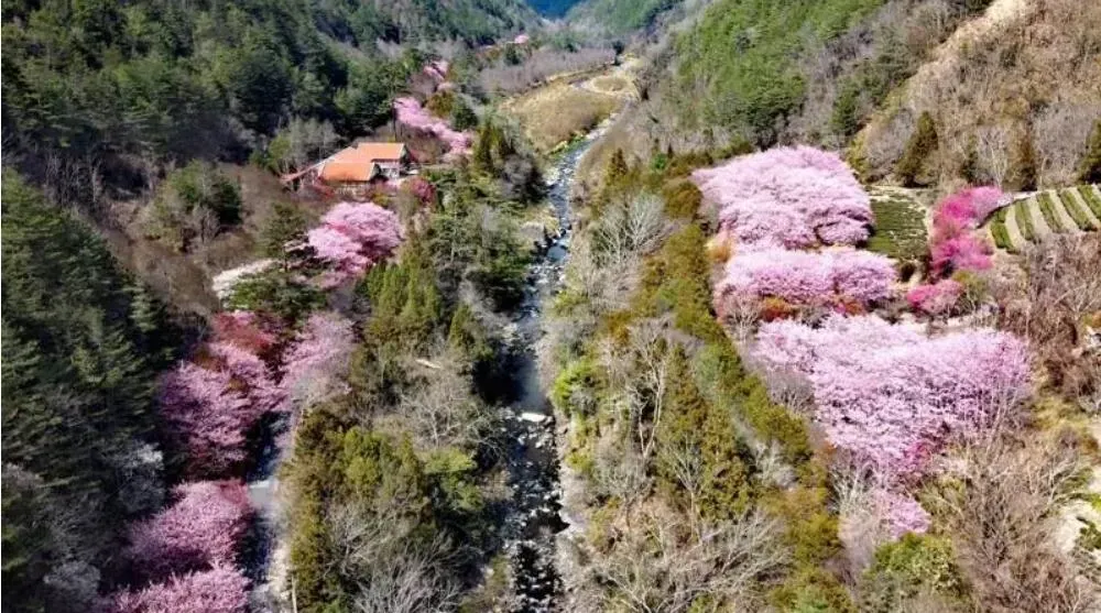 七家灣溪兩岸櫻花盛開。（圖／雪管處提供）