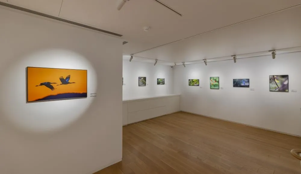 《稀有高山·彩鳥報喜》展覽現場。(圖/寶吉祥藝術中心提供)