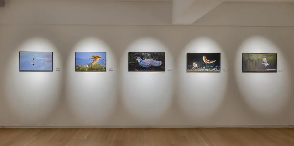 《稀有高山·彩鳥報喜》展覽現場。(圖/寶吉祥藝術中心提供)