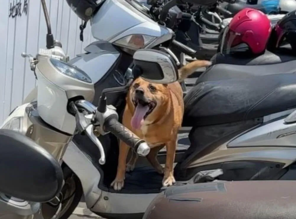 新北市1名飼主將1隻高齡米克斯犬遺留在機車上，最終導致犬隻熱衰竭身亡。（圖／新北市動保處提供）