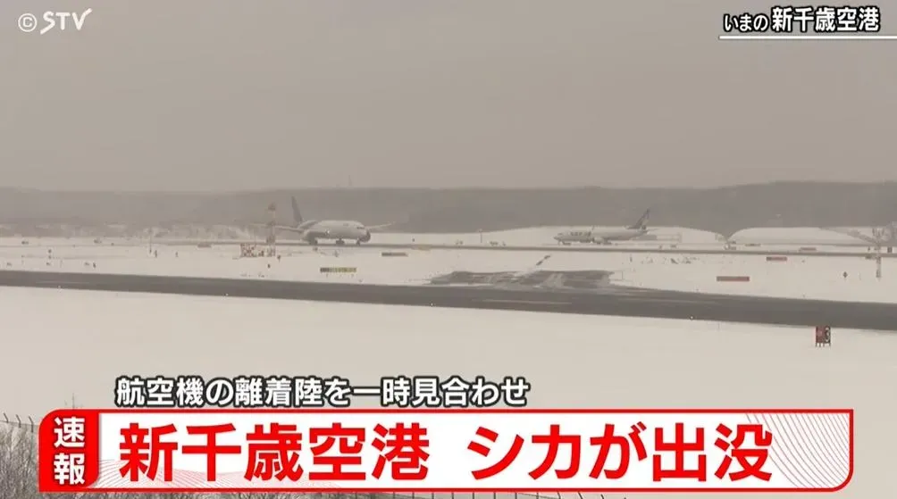 北海道新千歲機場6日上午遭2頭野鹿闖入。（圖／翻攝NNN）