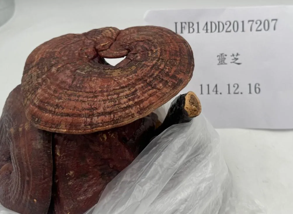 「陸惠中藥有限公司」去年12月15日報驗進口的1批大陸靈芝，被驗出含有殘留農藥陶斯松0.05ppm。（圖／食藥署）