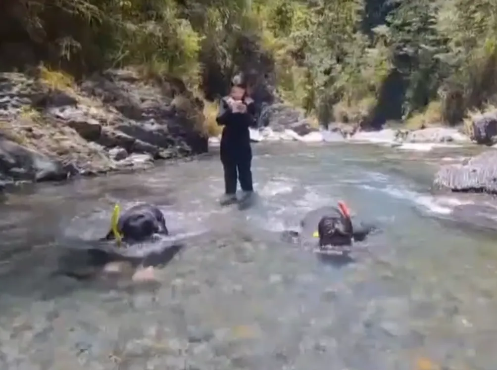 2名工作人員穿潛水服在深潭區數魚,另1人負責記錄數量。(圖/武陵農場提供)