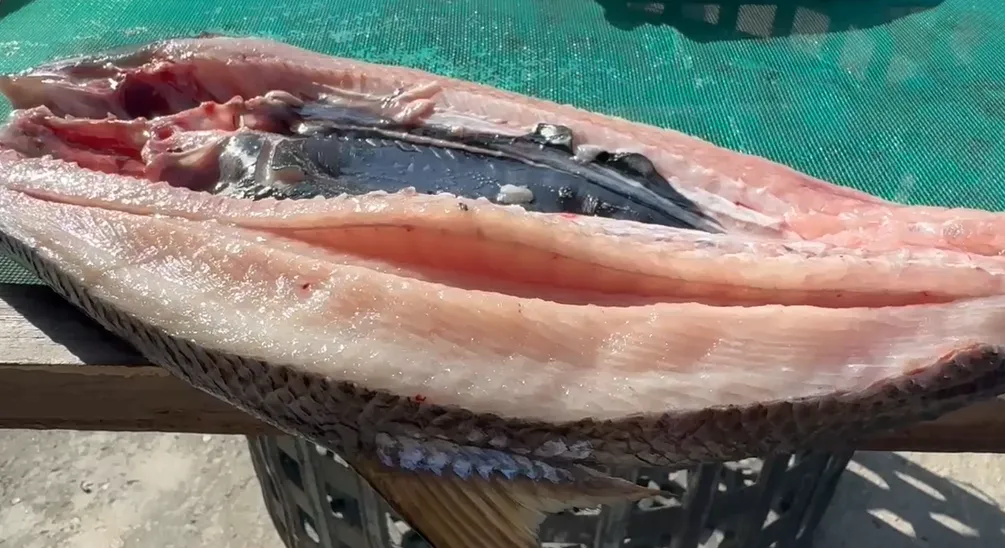 虱目魚剖開做一夜干，魚肉竟還在跳顫。（圖／中天新聞）