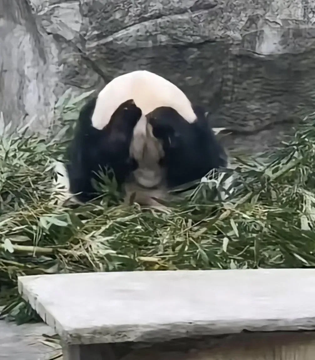 遭到驚嚇的大貓熊出現緊迫反應。(圖/翻攝自微博)