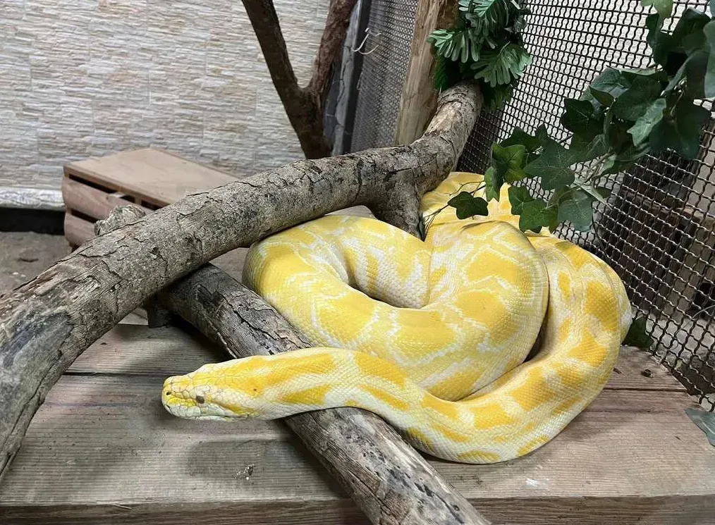 壽山動物園緬甸蟒「金金」。（圖／觀光局）