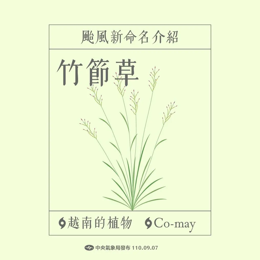 氣象署說明「竹節草」是越南的1種植物名稱。（圖／翻攝自Facebook@報天氣 - 中央氣象署）