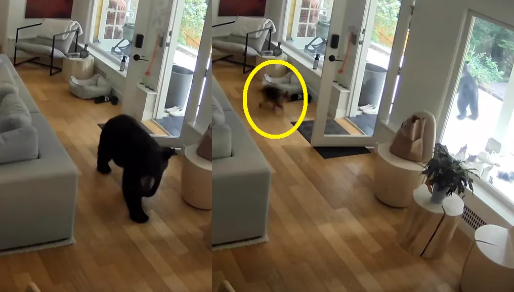 一隻闖入民宅的黑熊遭屋主飼養的博美犬狂吠,最終落荒而逃。(圖/翻攝YT「Kayla Kleine」)