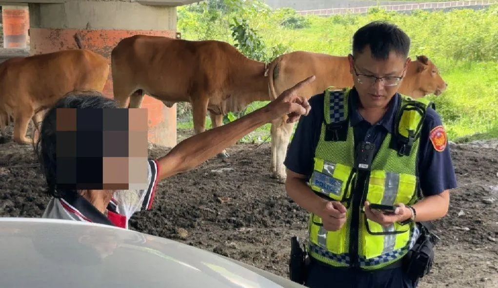 警方經了解，為民眾飼養牛隻，將通知飼主到案說明。（圖／翻攝畫面）