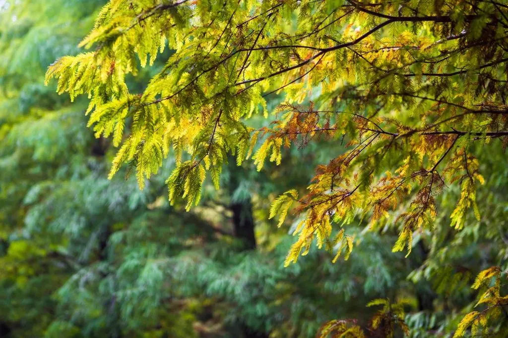 落羽松葉片狀似羽毛，樹葉落下時有如羽毛飄落，別具風情。（圖／翻攝自桃園觀光導覽網）
